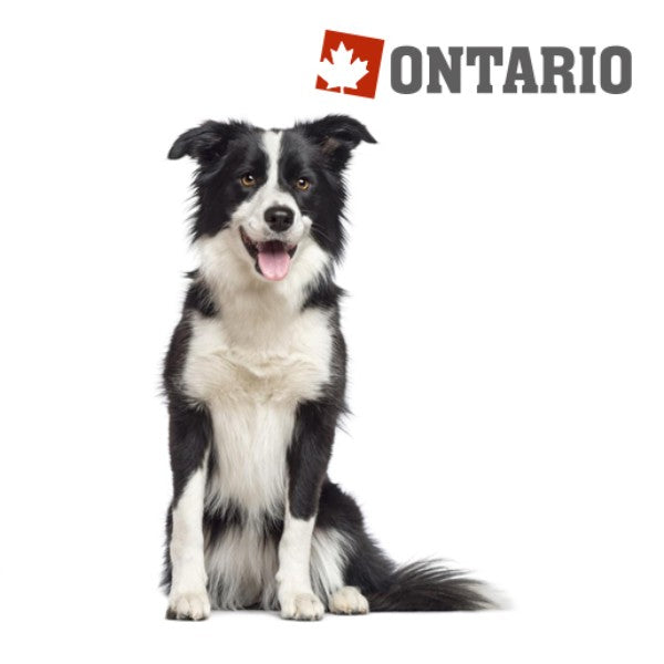 Ontario Adult Medium - jagnjetina in riž (2)