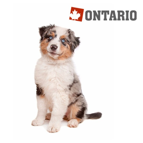 Ontario Puppy Medium - jagnjetina in riž (2)