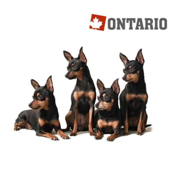 Ontario Adult Mini - piščanec in krompir (2)