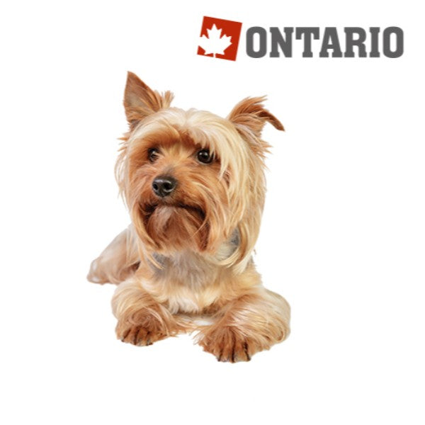 Ontario Adult Mini - jagnjetina in riž (2)