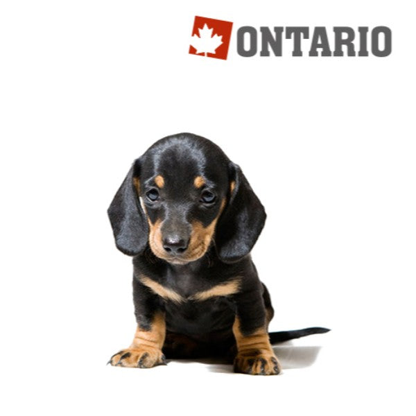 Ontario Puppy Mini - jagnjetina in riž (2)