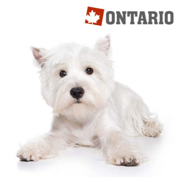 Ontario Senior Mini - jagnjetina in riž (2)