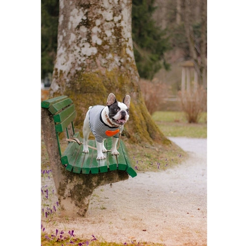Mr.Pet spletna trgovina