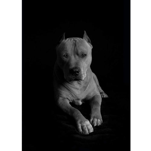 Mr.Pet spletna trgovina