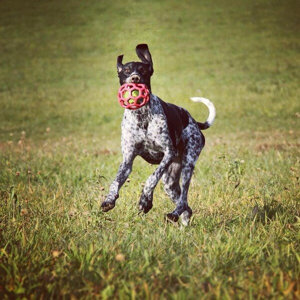 JW mrežasta žoga, L (2)