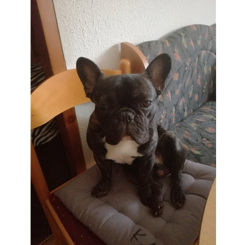 Mr.Pet spletna trgovina