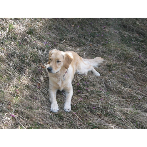 Spletna trgovina Mr.Pet