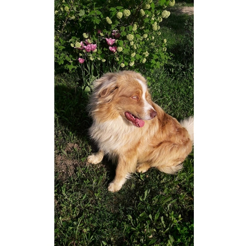 Spletna trgovina Mr.Pet