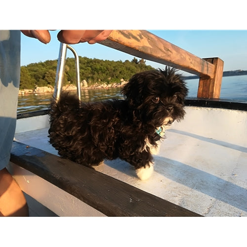 Mr.Pet spletna trgovina