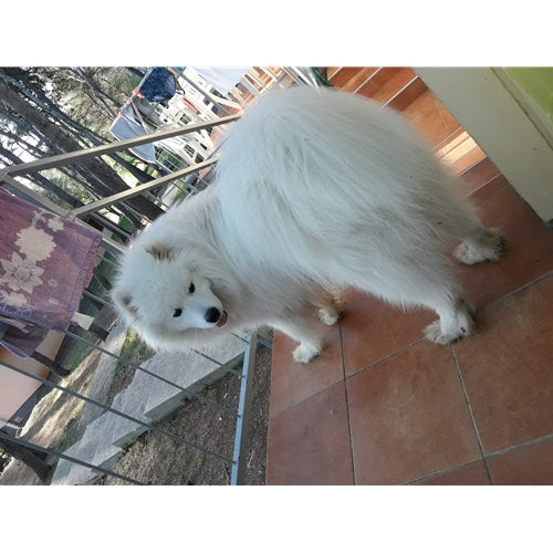 Mr.Pet spletna trgovina