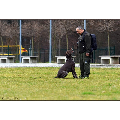 Mr.Pet spletna trgovina
