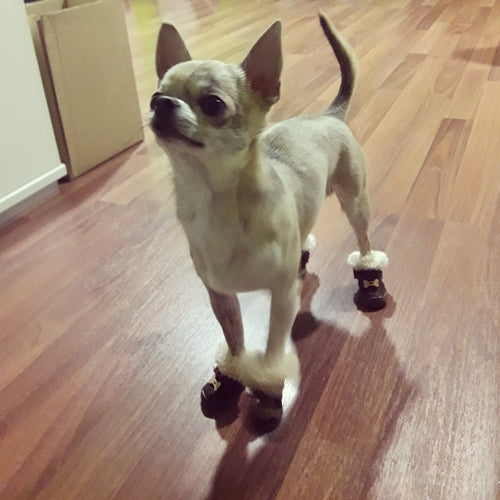 Mr.Pet spletna trgovina