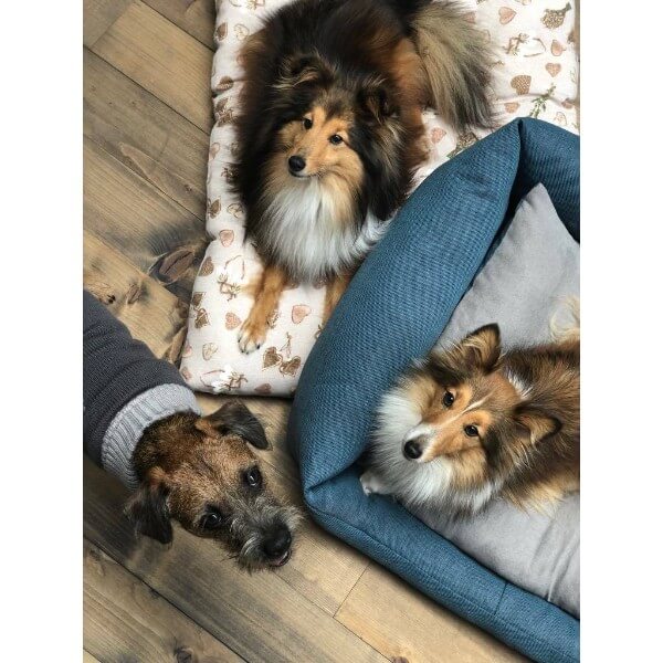 Leopet oglata blazina Bomber, mix barve (4)