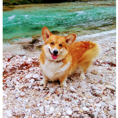 Mr.Pet spletna trgovina