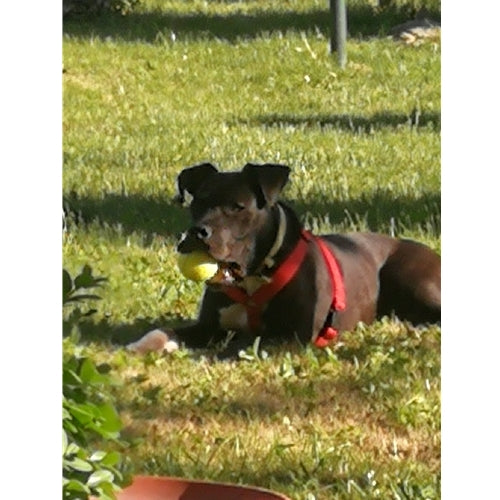 Mr.Pet spletna trgovina