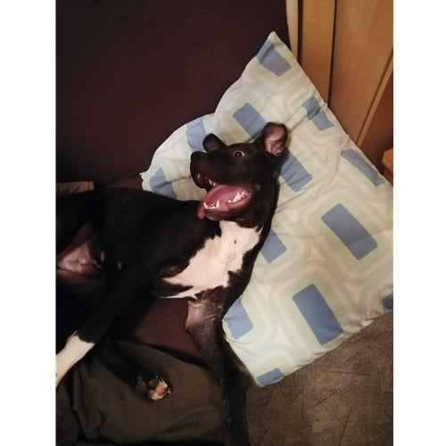 Mr.Pet spletna trgovina