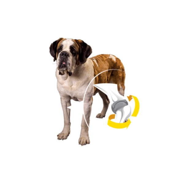 Prospera Plus Maxi Senior (2)