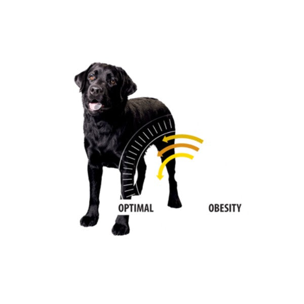 Prospera Plus Light (2)