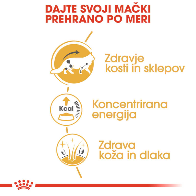 Royal Canin Maine Coon Adult (3)