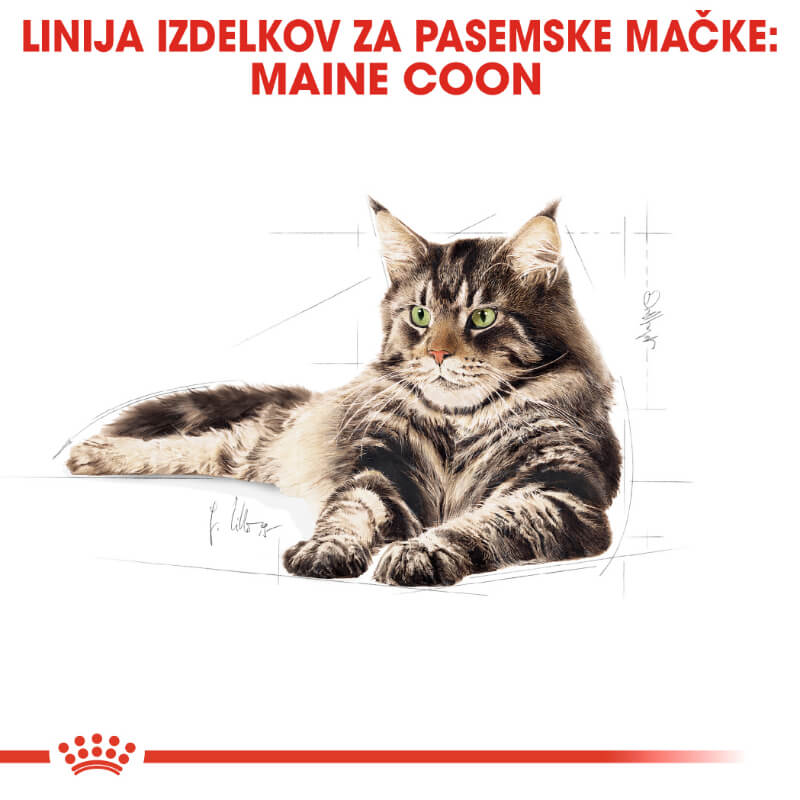 Royal Canin Maine Coon Adult (4)