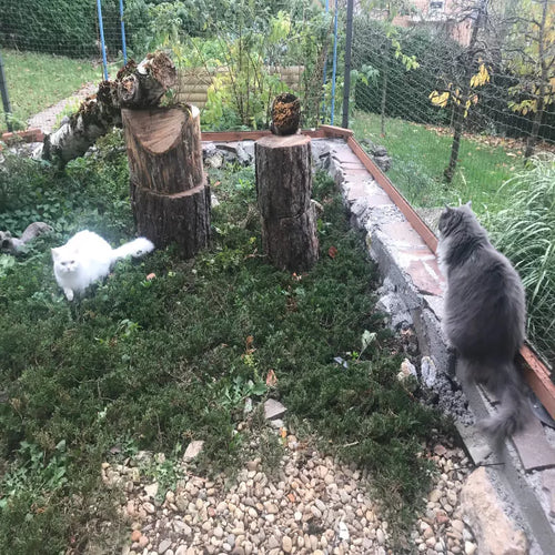 Spletna trgovina Mr.Pet