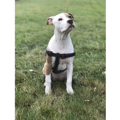 Spletna trgovina Mr.Pet