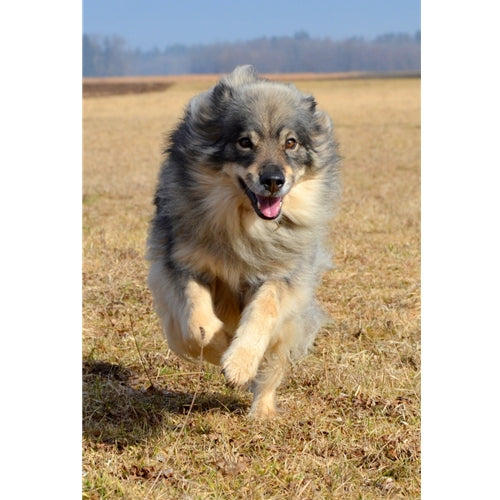 Mr.Pet spletna trgovina