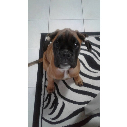 Mr.Pet spletna trgovina