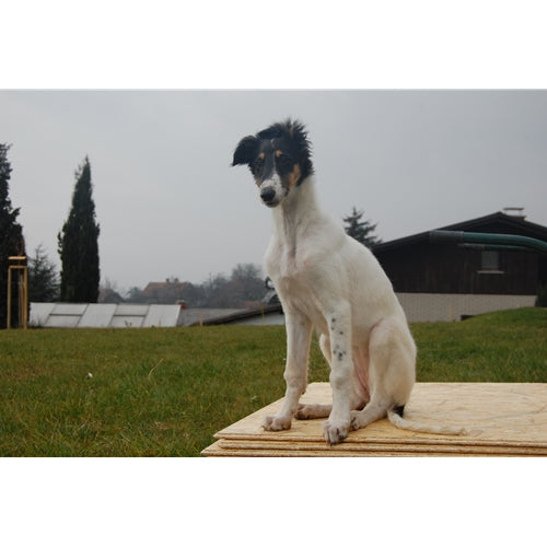 Mr.Pet spletna trgovina