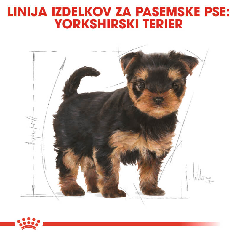 Royal Canin Yorkshire Terrier Puppy (4)