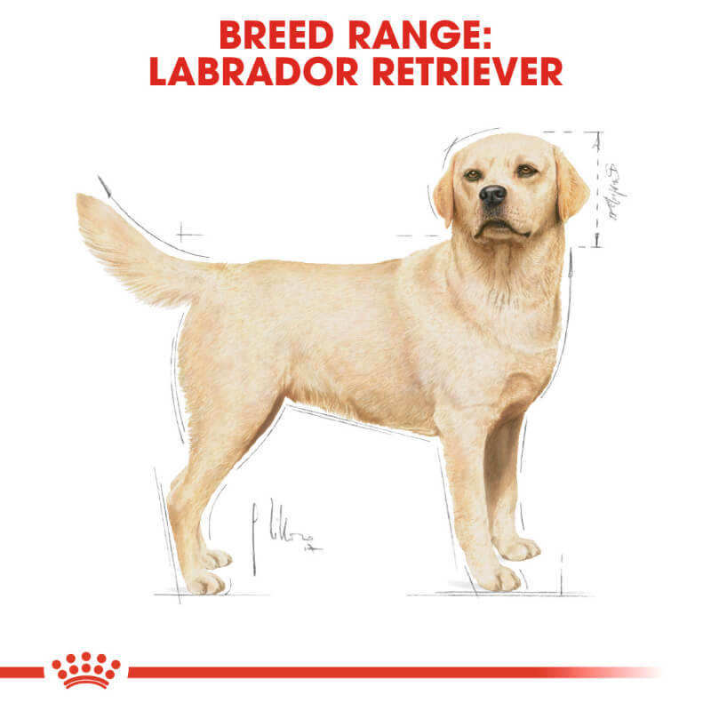 Royal Canin Labrador Adult (4)