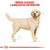 Royal Canin Labrador Adult (4)