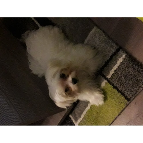 Mr.Pet spletna trgovina