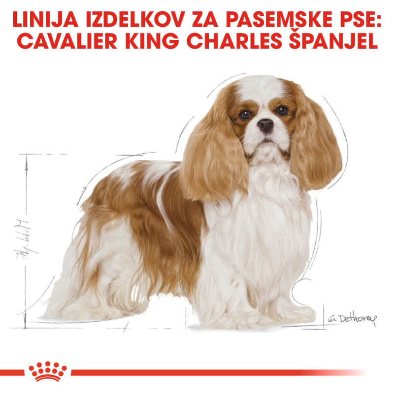 Royal Canin Cavalier King Charles španjel Adult (4)
