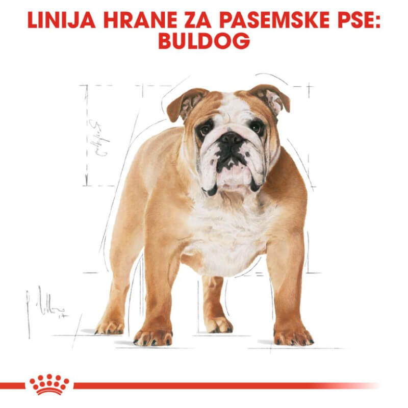 Royal Canin Bulldog Adult (3)