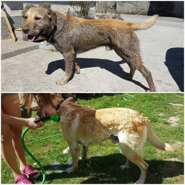 Cvetka bio zeliščni šampon za kužke Šaja (za pisano dlako) (2)