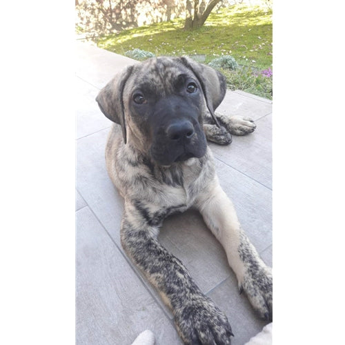 Mr.Pet spletna trgovina