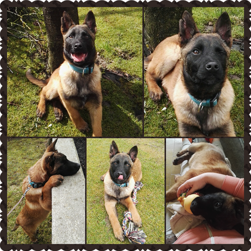 Spletna trgovina Mr.Pet