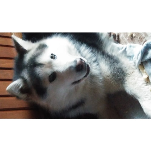 Mr.Pet spletna trgovina