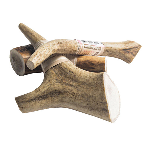 WolfPack rogovje jelena - različne velikosti - XL