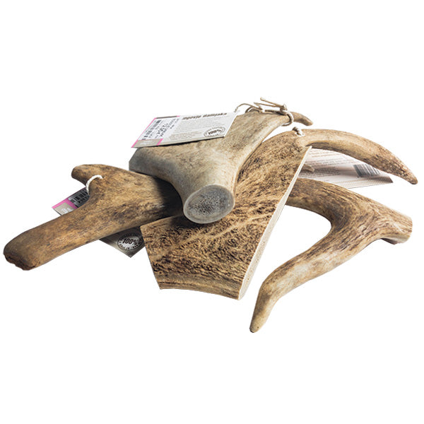 WolfPack rogovje damjaka - različne velikosti - M