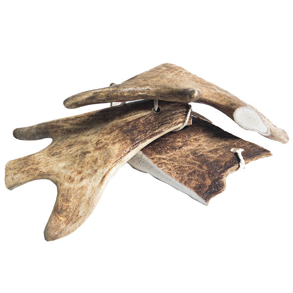 WolfPack rogovje damjaka - različne velikosti - L