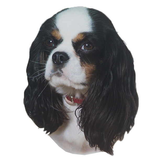 Pasemske nalepke, različne pasme (2 kos) - cavalier king charles španjel (tricolor)
