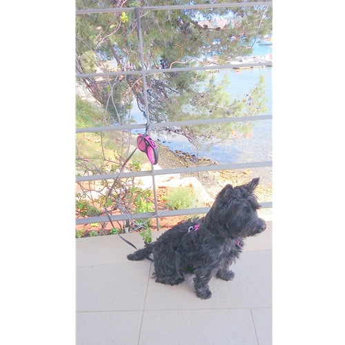 Mr.Pet spletna trgovina