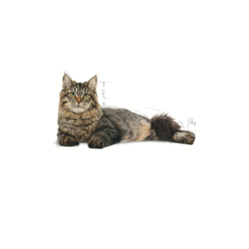 Royal Canin Urinary Care (4)