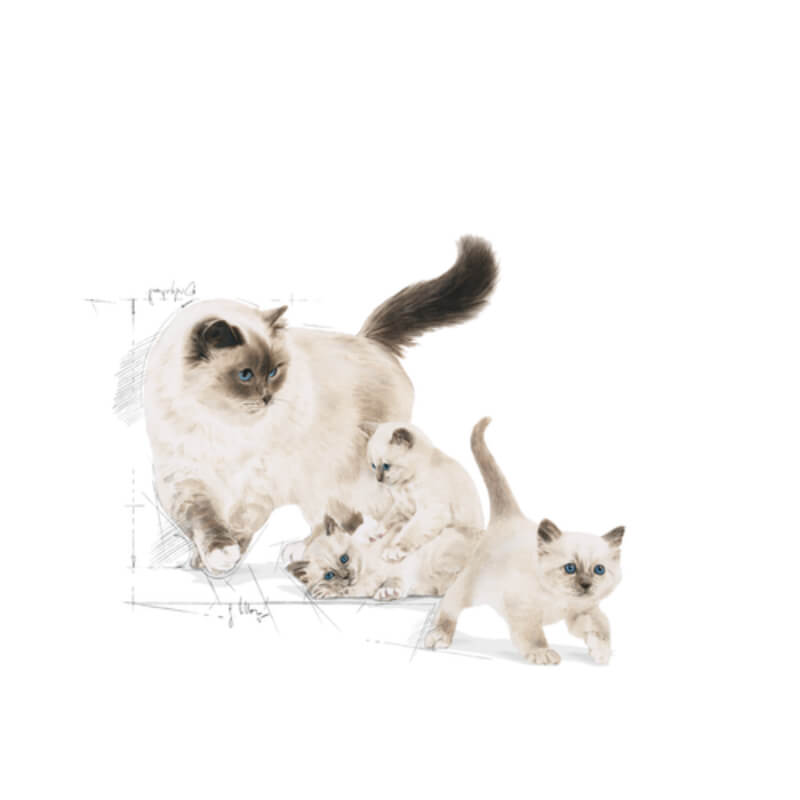 Royal Canin Mother & Babycat (3)