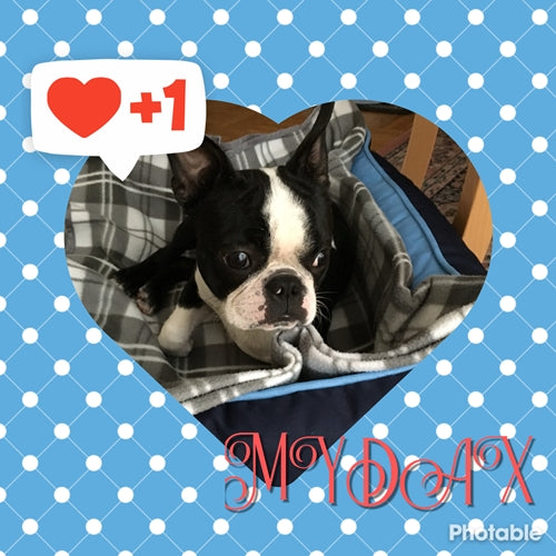 Mr.Pet spletna trgovina