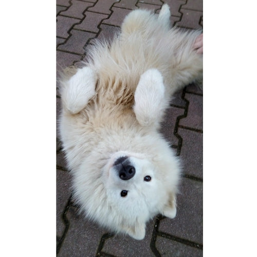 Mr.Pet spletna trgovina