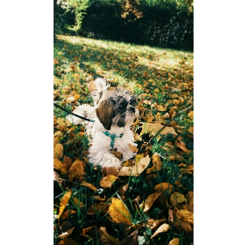 Mr.Pet spletna trgovina