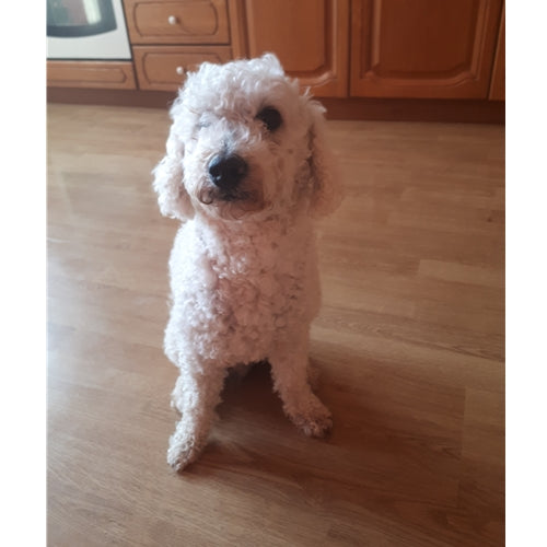 Mr.Pet spletna trgovina